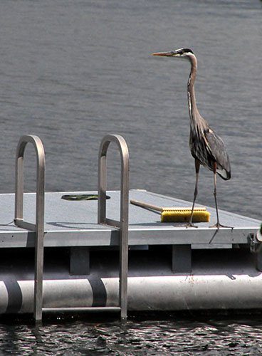 Swim raft with a visiting heron